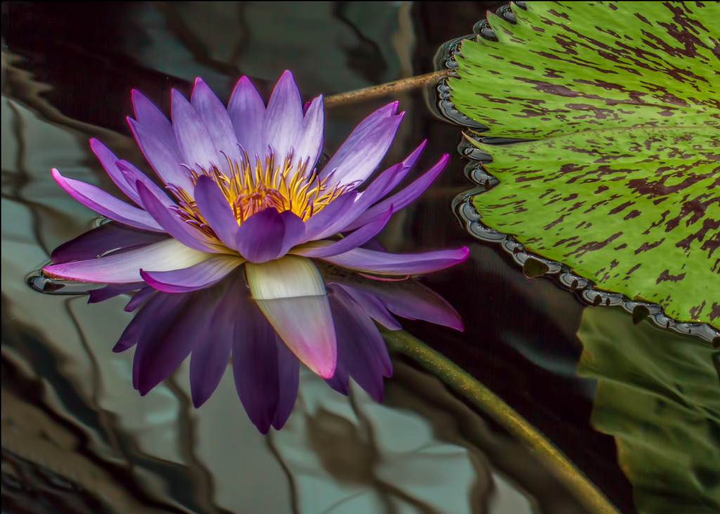 Water Lily by Susan Porier