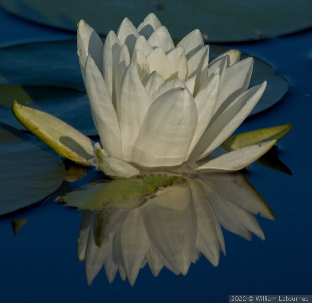 Water Lily by William Latournes