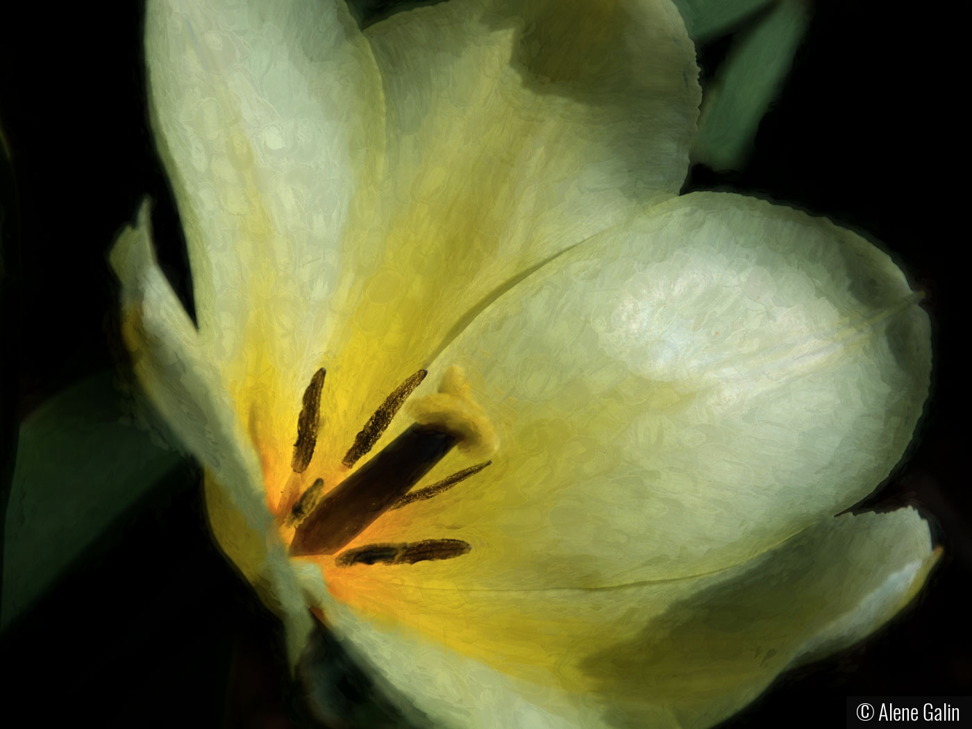 Watercolor Tulip by Alene Galin