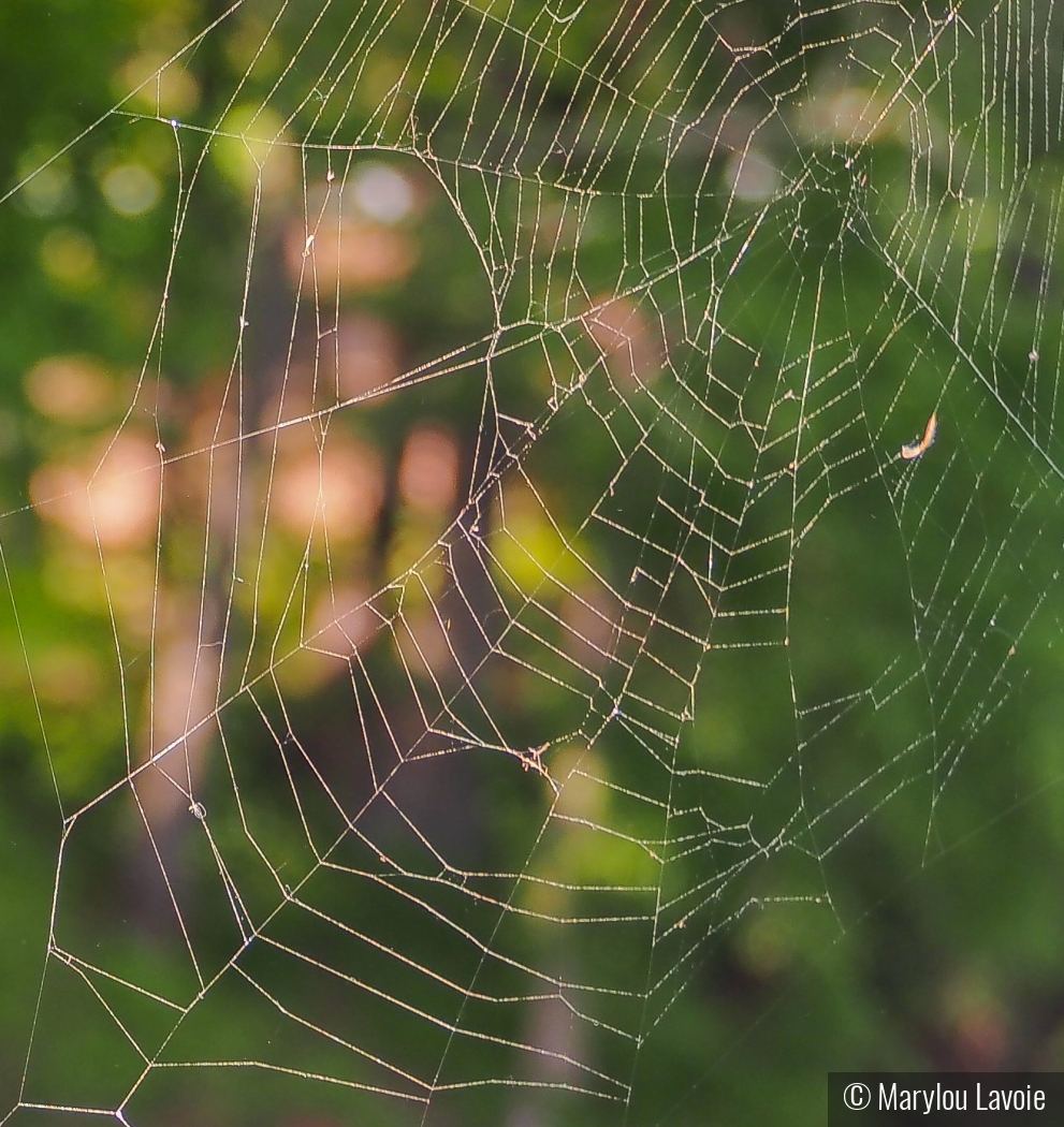 Web Sighting by Marylou Lavoie