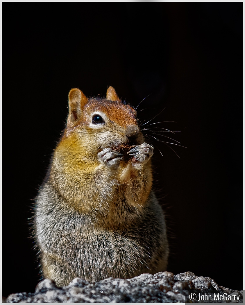Western Gray Squirrel by John McGarry