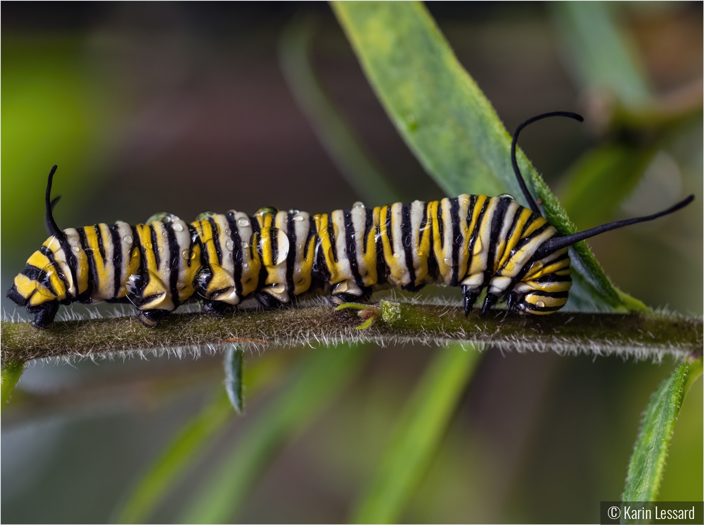 Wet Caterpillar by Karin Lessard