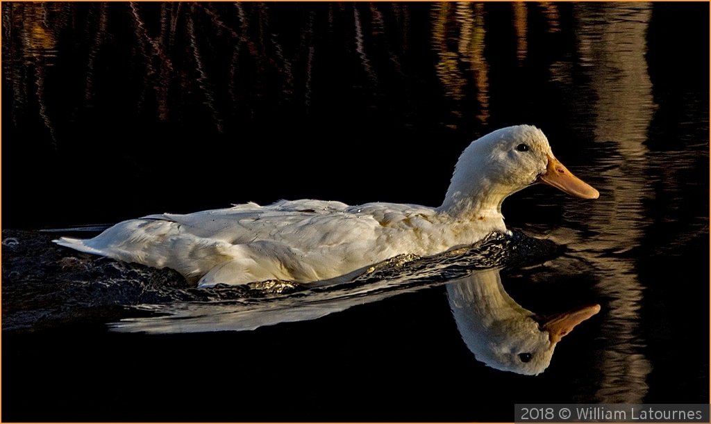 White Duck by William Latournes