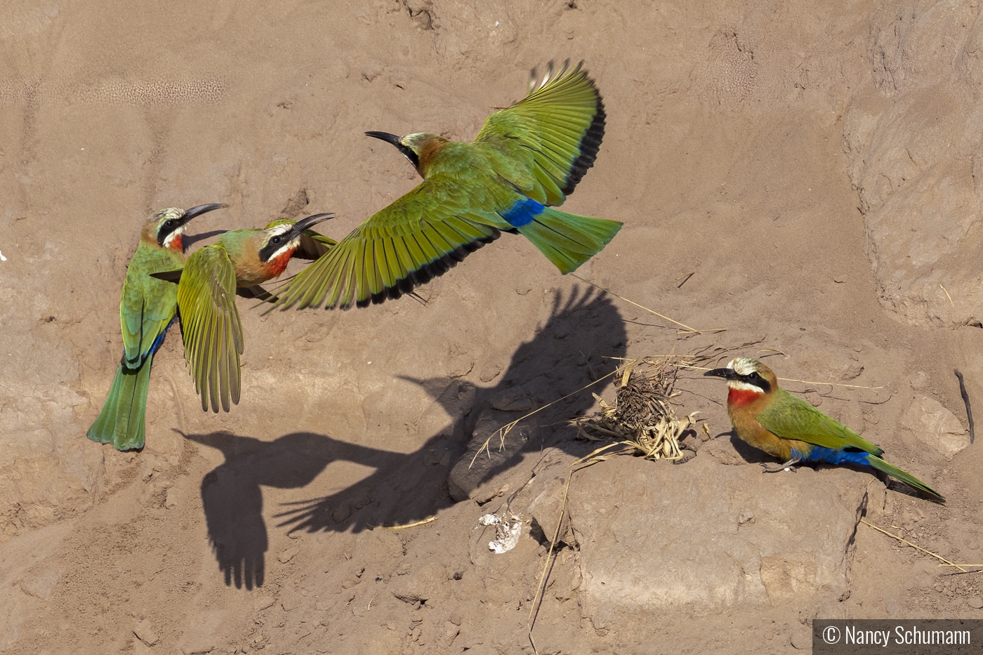 White Fronted Bee Eaters by Nancy Schumann