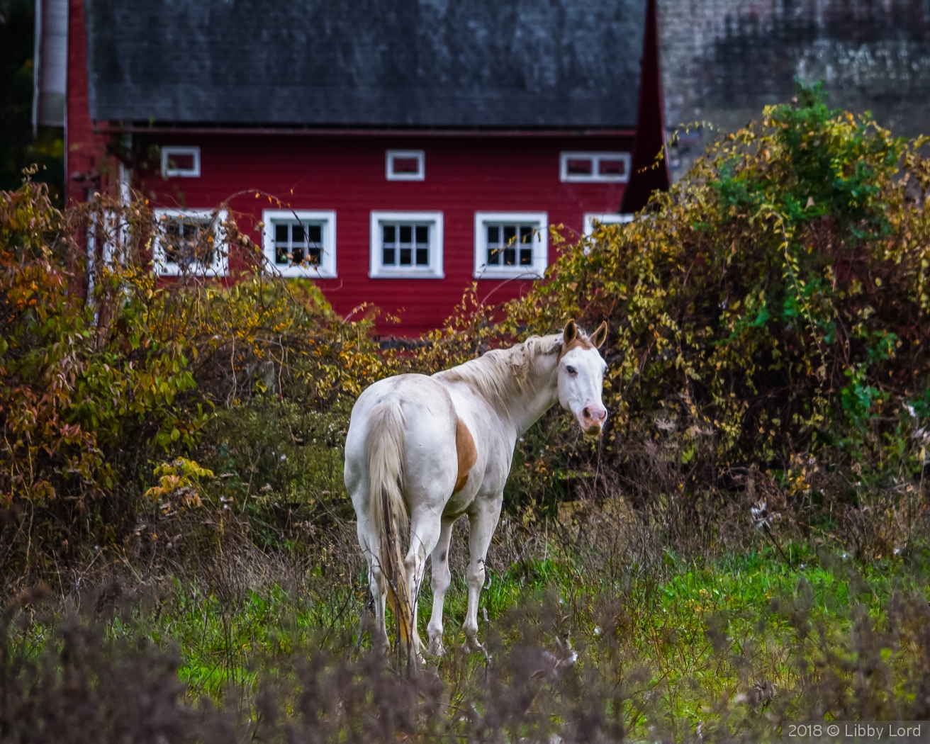 White Horse and Red Barn by Libby Lord