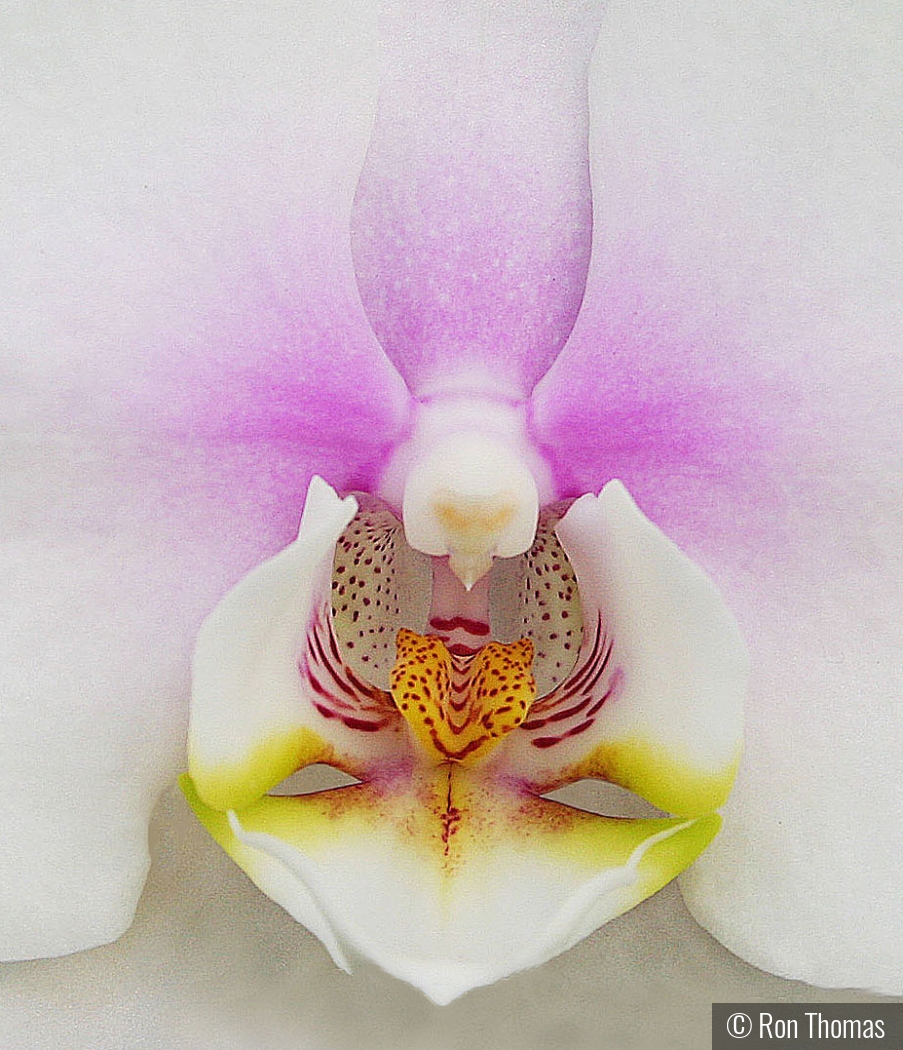 White Orchid by Ron Thomas