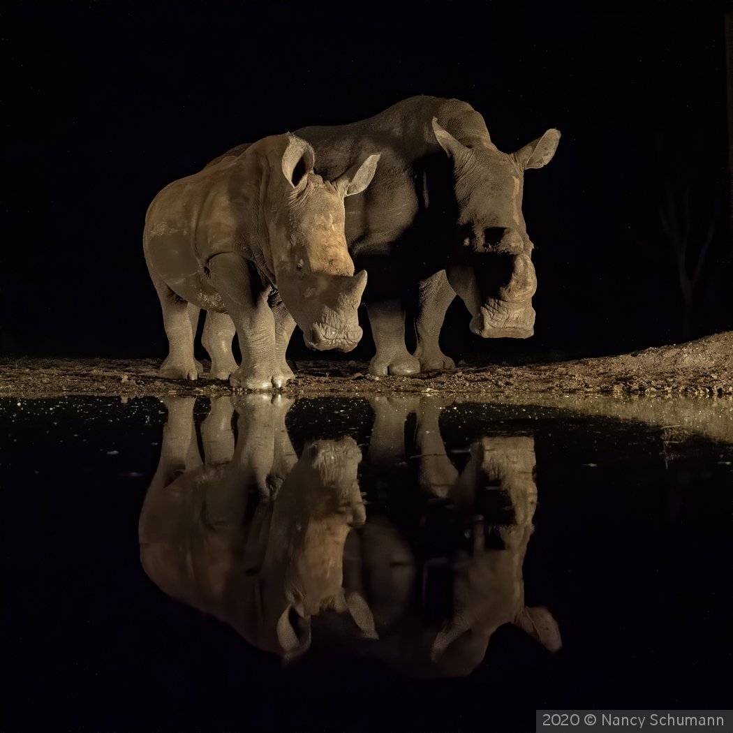 White Rhinos at watering hole by Nancy Schumann