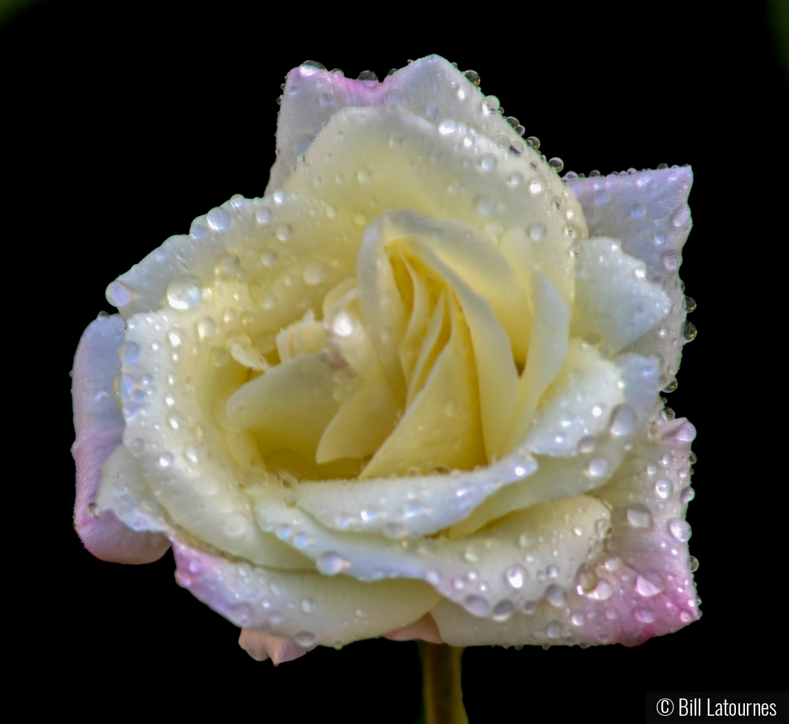 White Rose by Bill Latournes