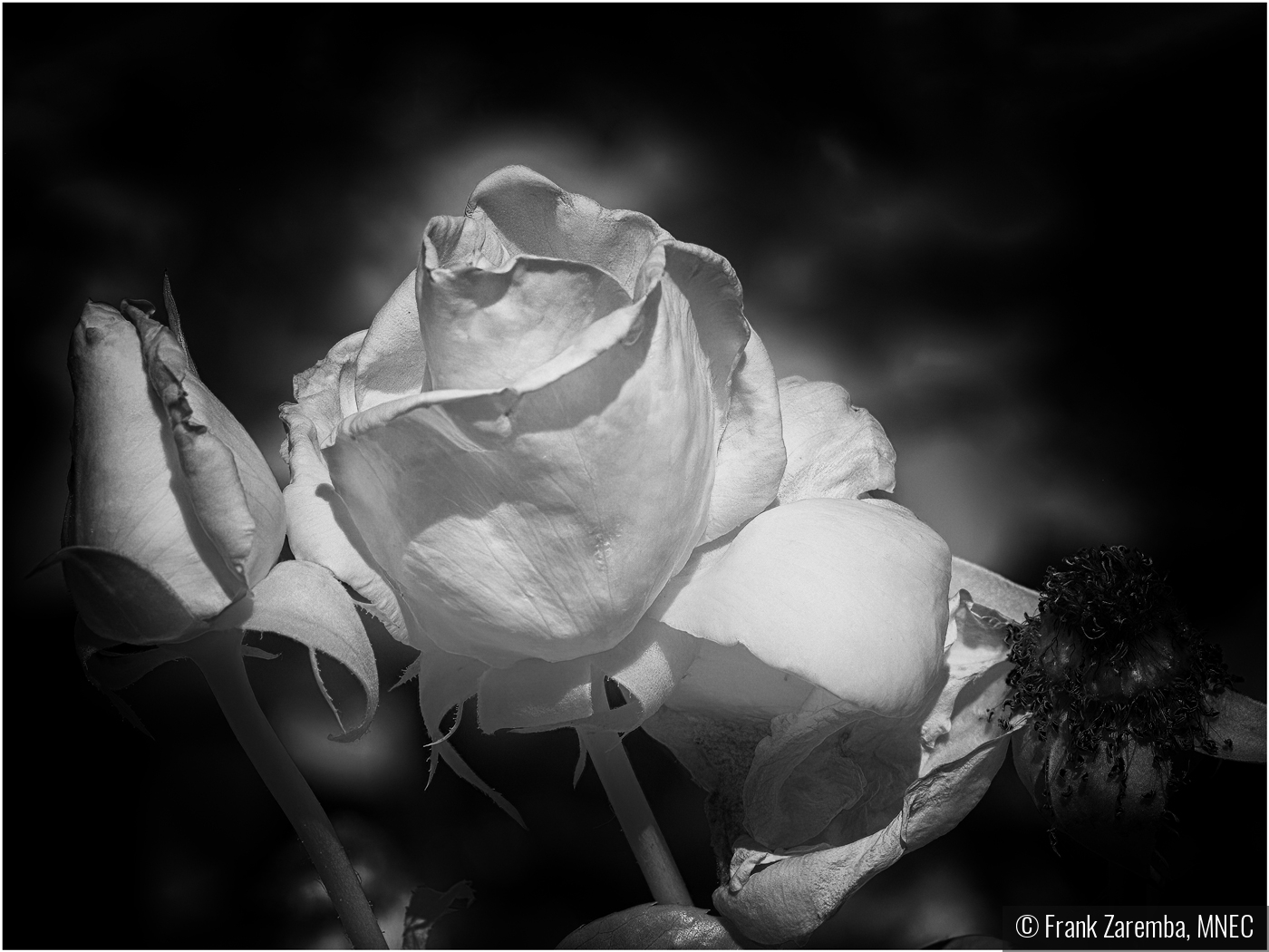 White Rose by Frank Zaremba, MNEC