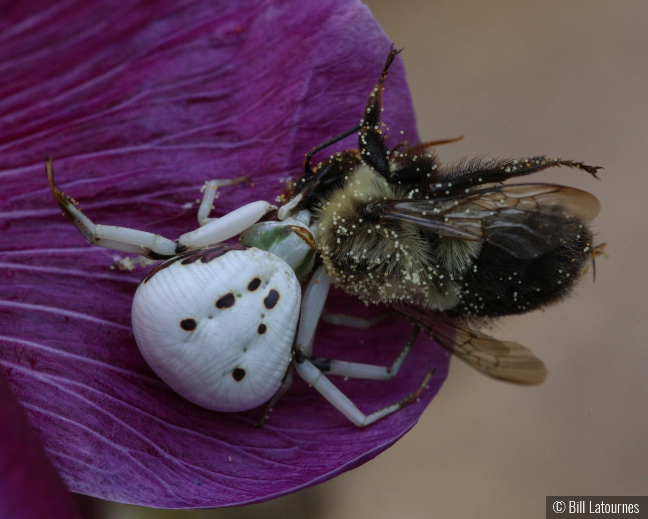 White Spider With Bee by Bill Latournes