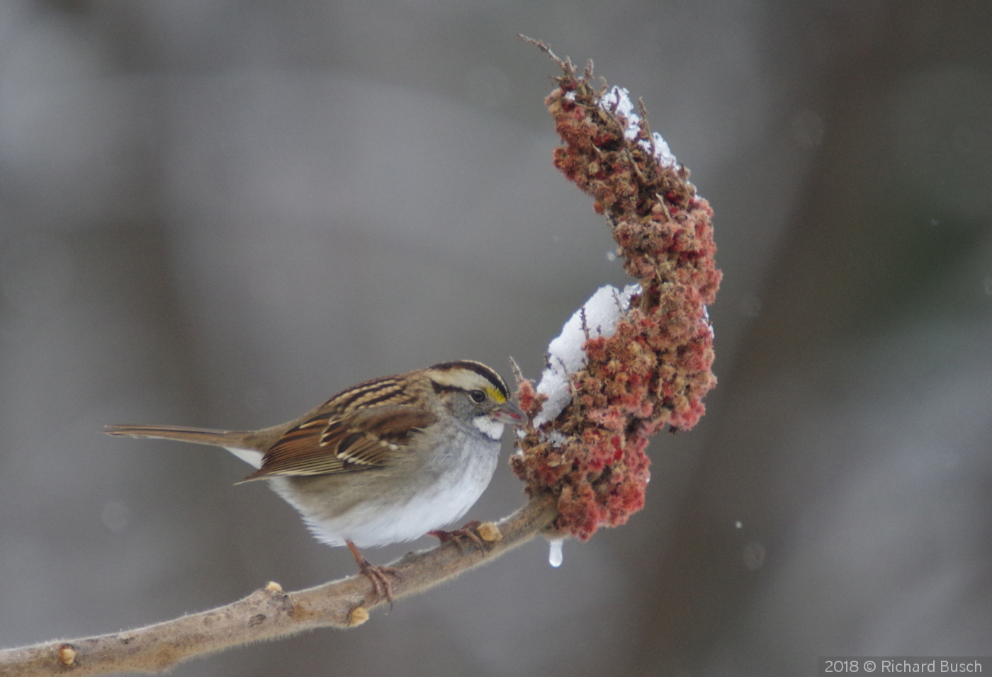 White throated Sparrow eating Sumac berries by Richard Busch