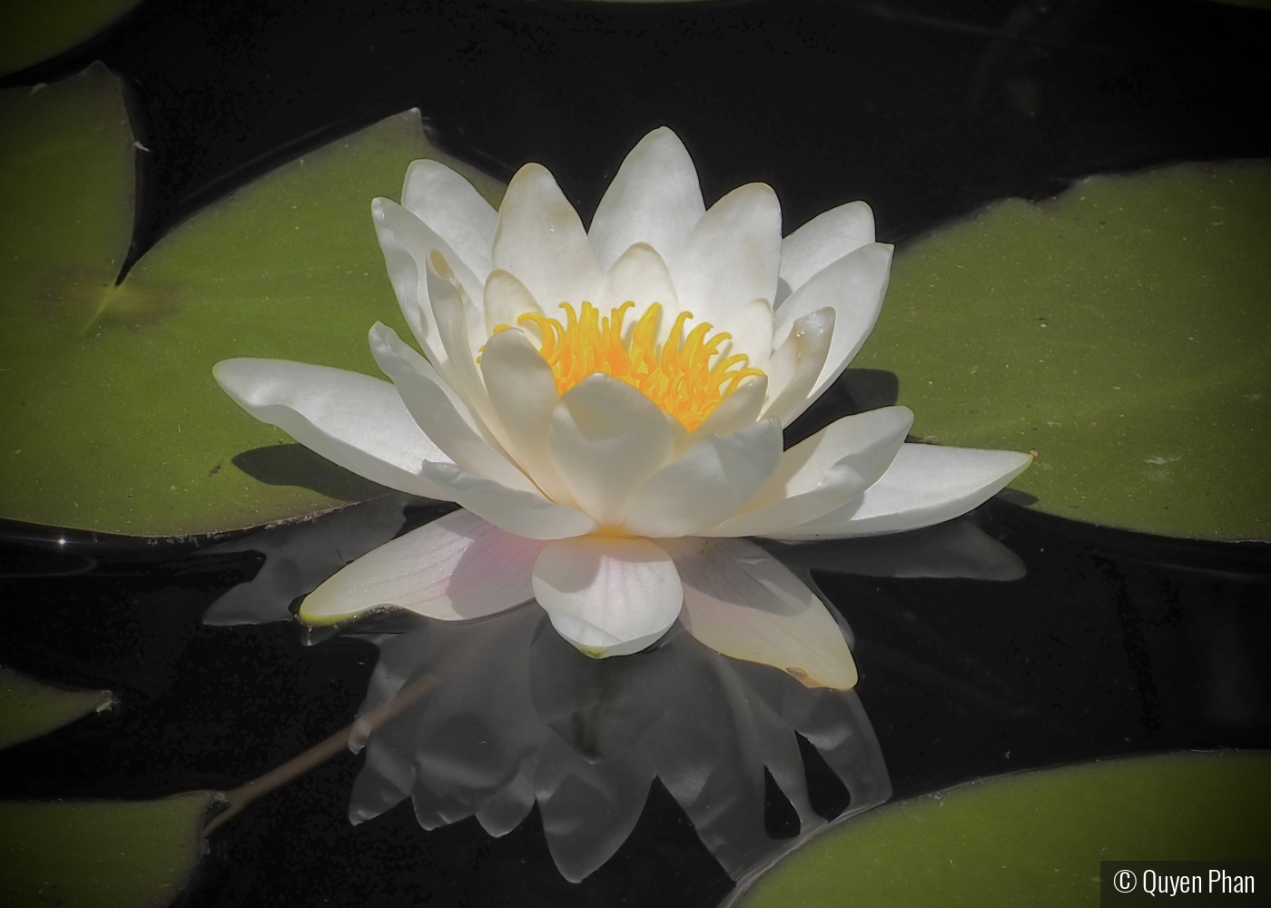 White Water Lily by Quyen Phan