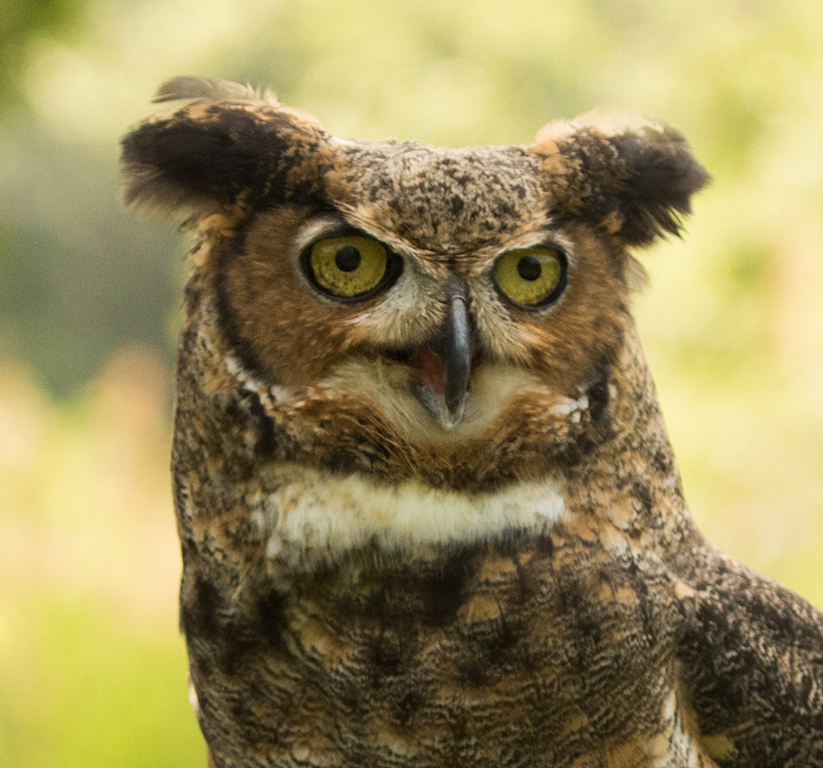 Whooo are you looking at? by Nancy Schumann