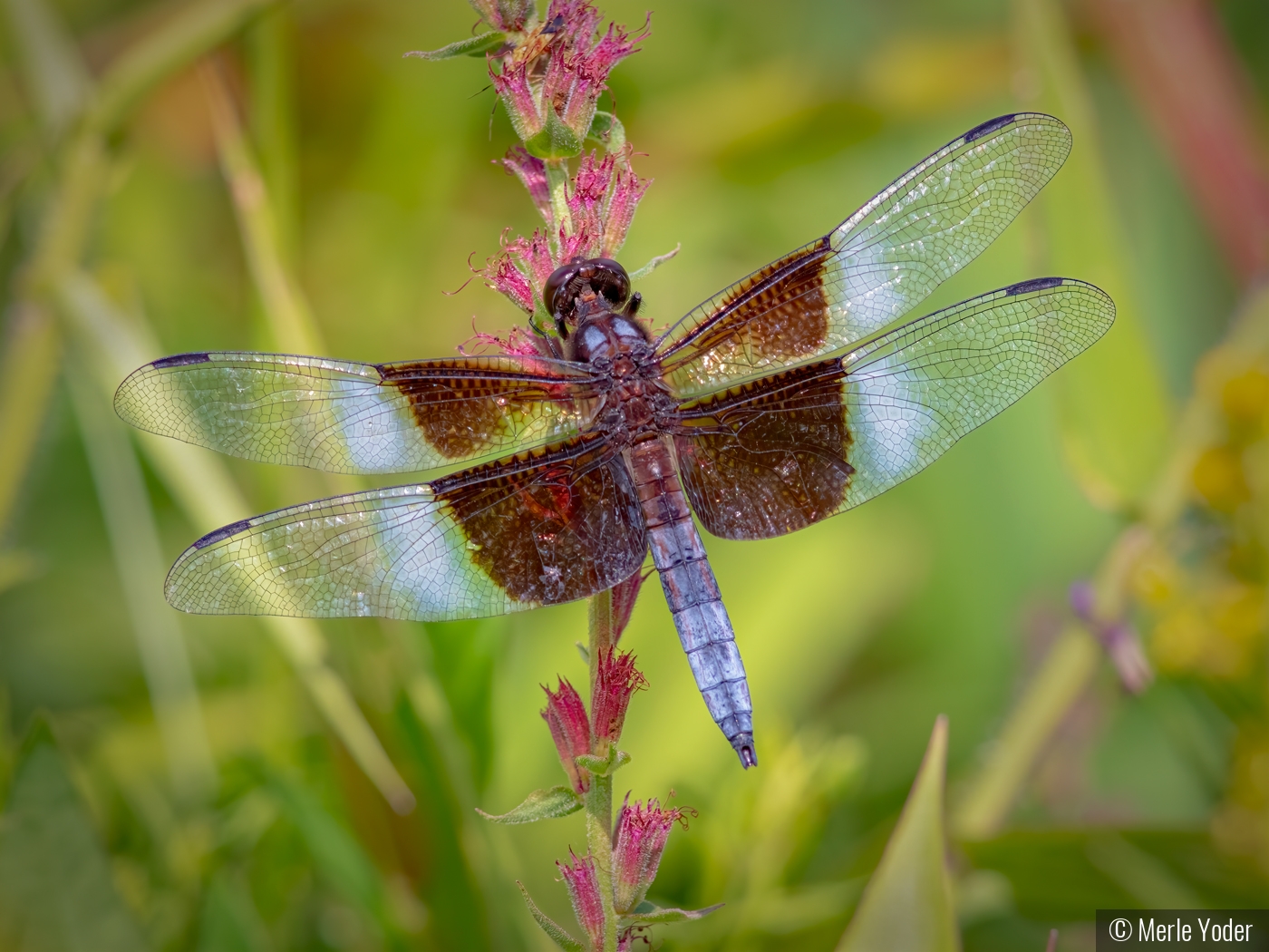 Widow Skimmer Dragonfly by Merle Yoder