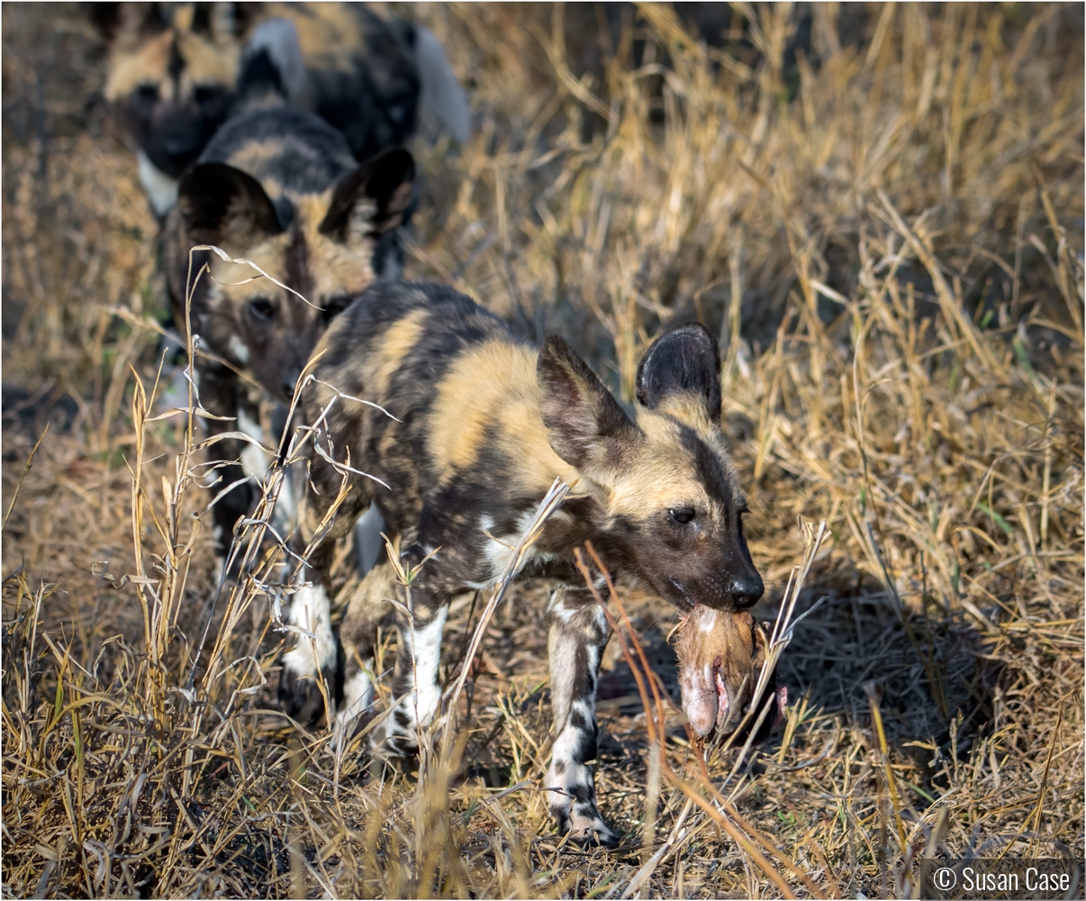 Wild Dog Pups - Playing with Their Food by Susan Case