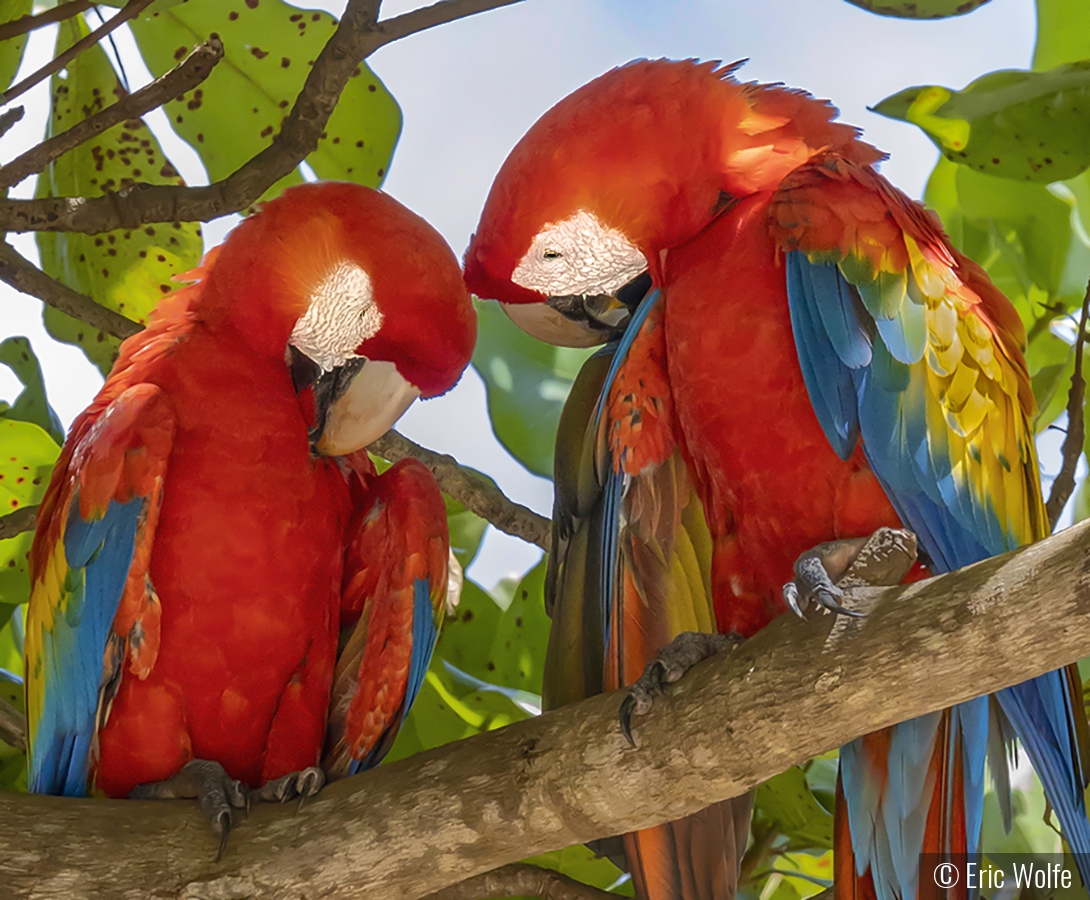 Wild Scarlet Macaws...Don't Worry, I Gotcha by Eric Wolfe