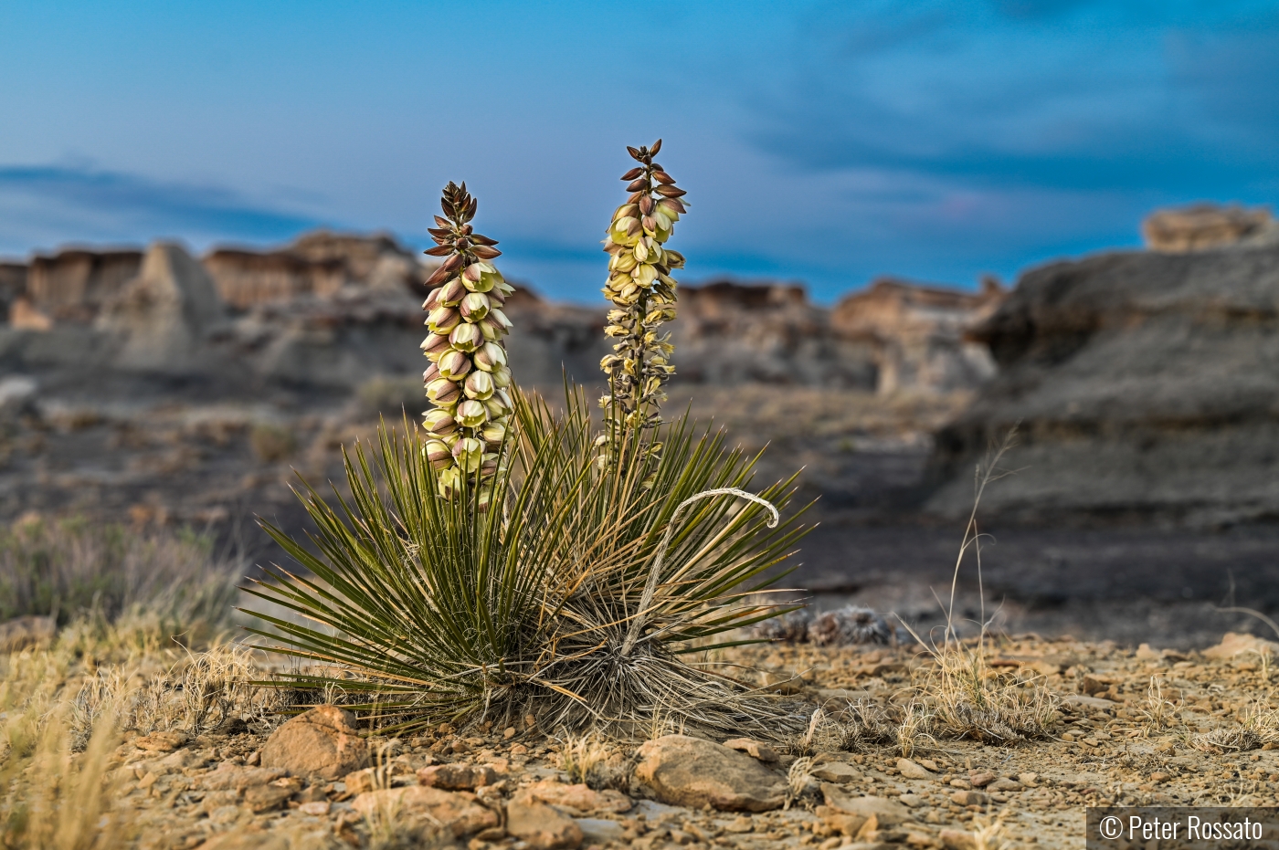 Wild Yucca Flowers by Peter Rossato