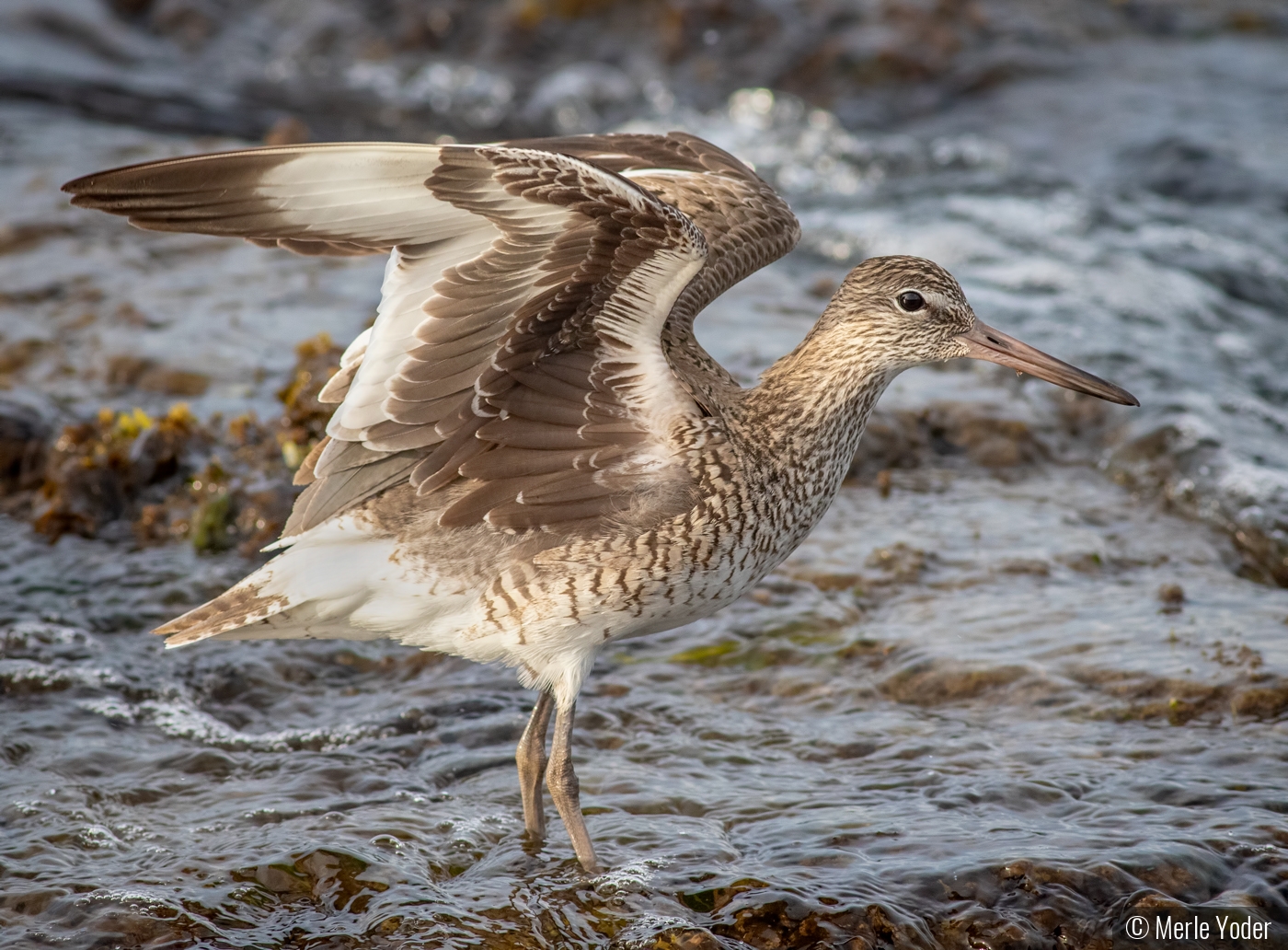 Willet in the surf by Merle Yoder