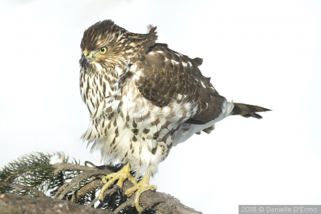 Wind Blown Hawk Searching for Prey by Danielle D'Ermo