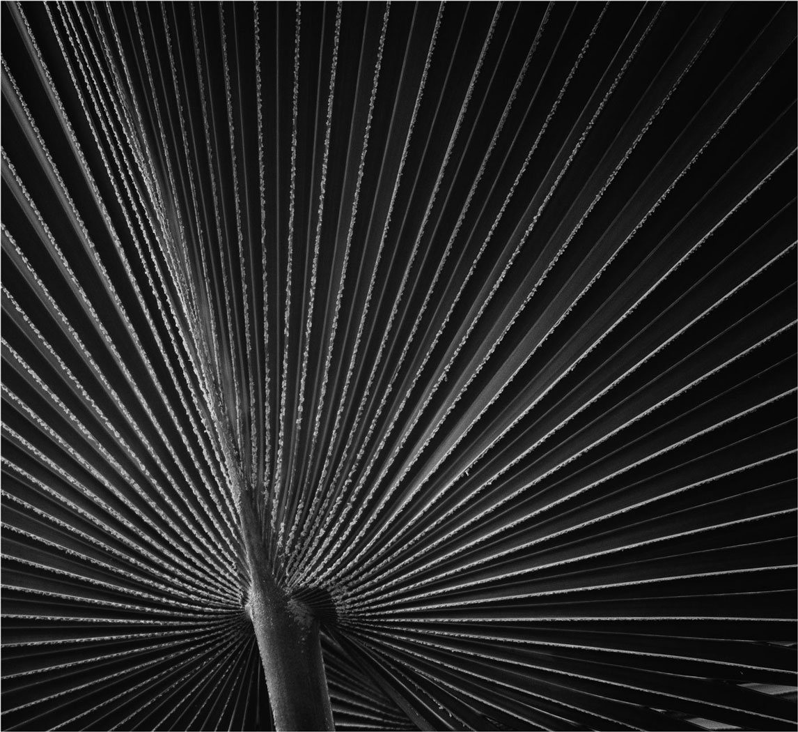 Windmill Palm Tree by Alene Galin