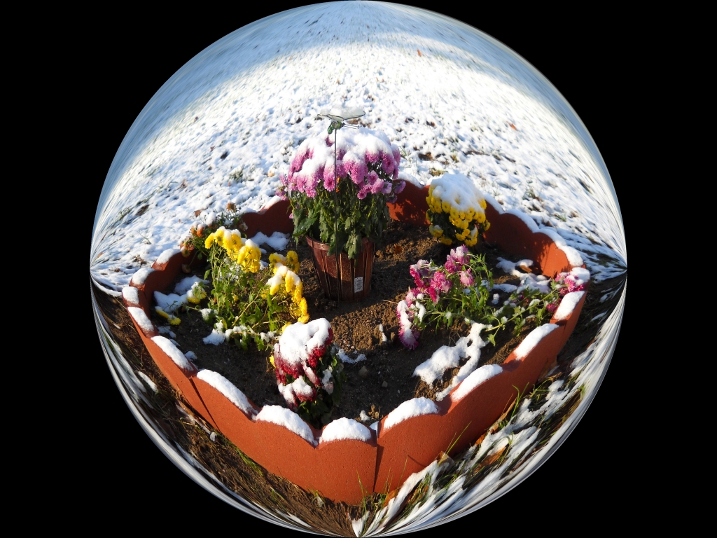 Winter Flower World by James Haney