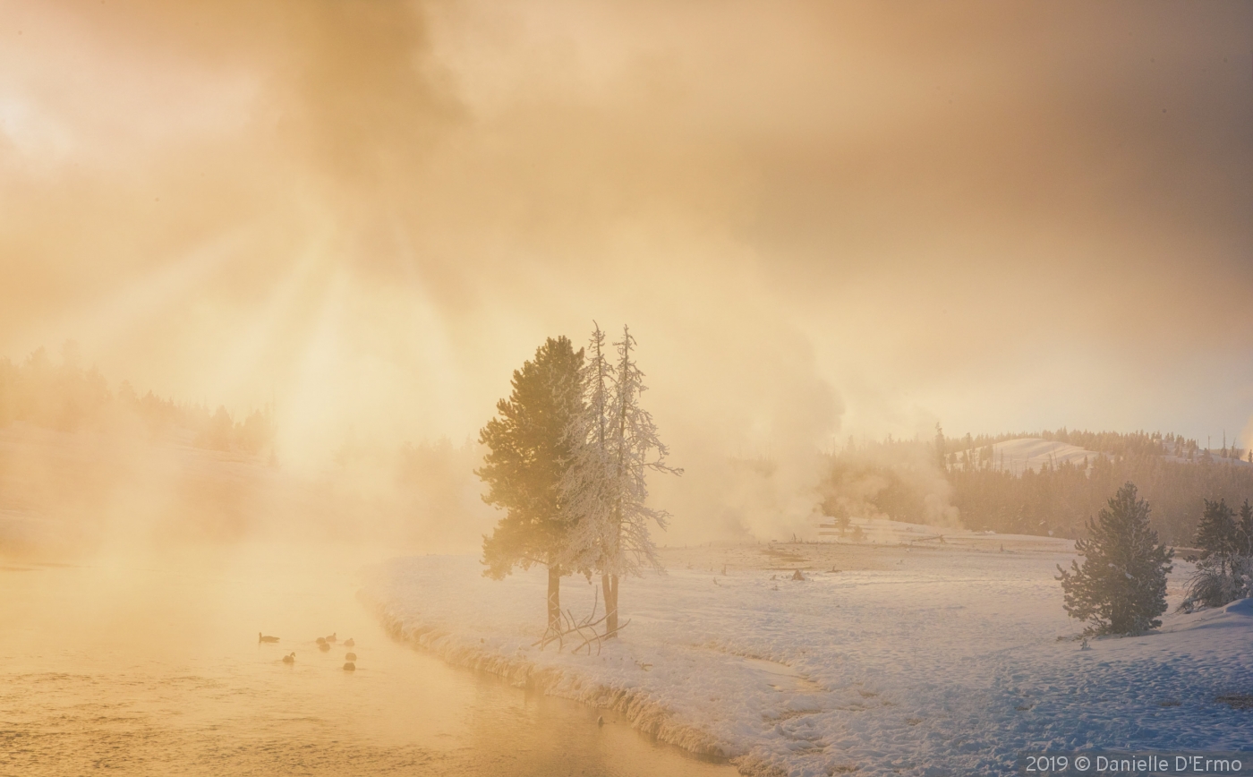 Winter Landscape Yellowstone by Danielle D'Ermo