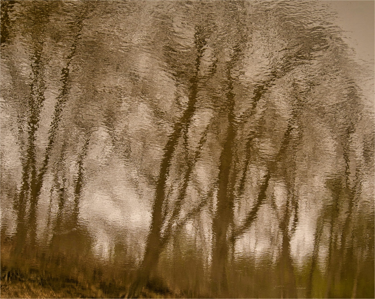Winter Trees Reflection by Alene Galin