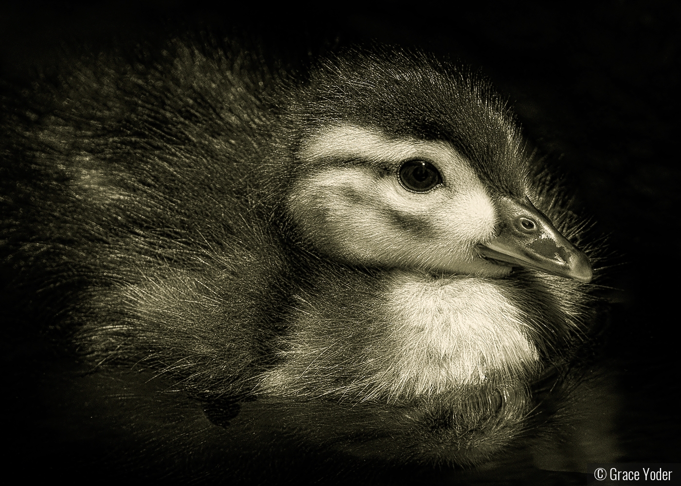 Wood Duck Chick by Grace Yoder
