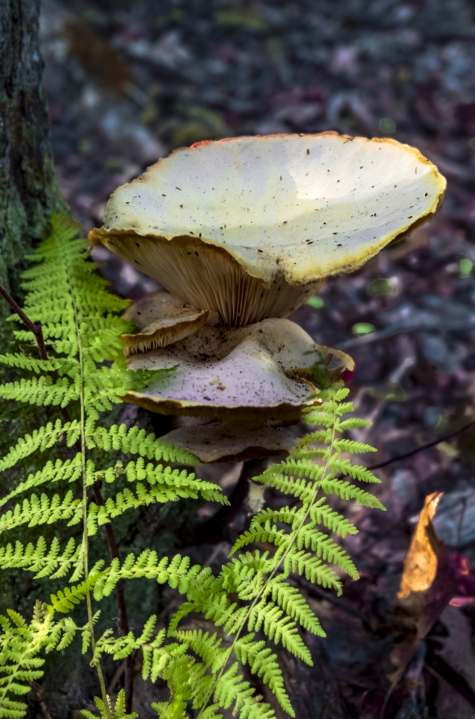 Woodland mushroom by Peter Rossato