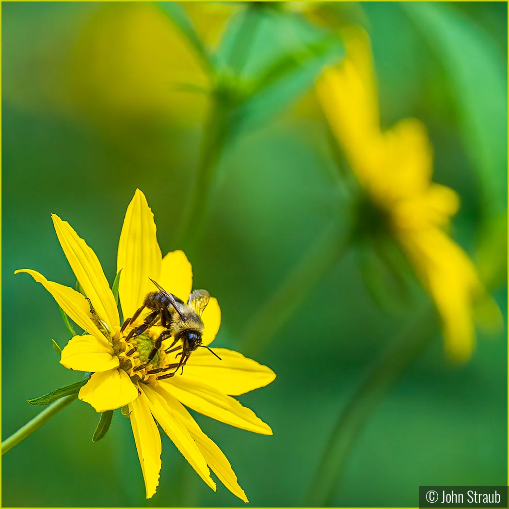 Woodland Sunflower with Visitor by John Straub