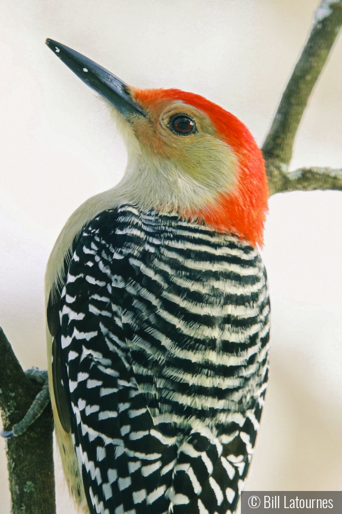 Woodpecker by Bill Latournes
