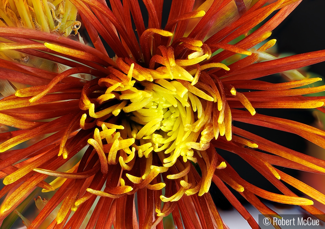 Yellow and orange flower by Robert McCue