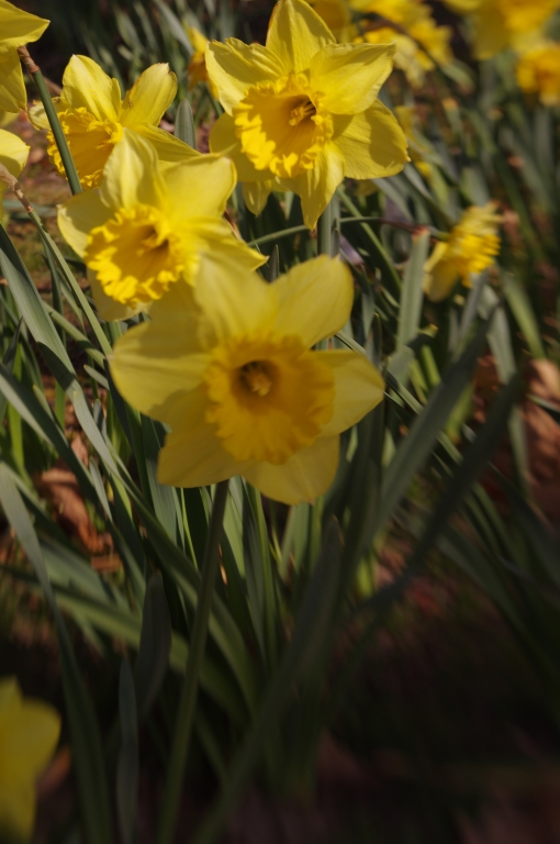Yellow Daffodils by Richard Busch