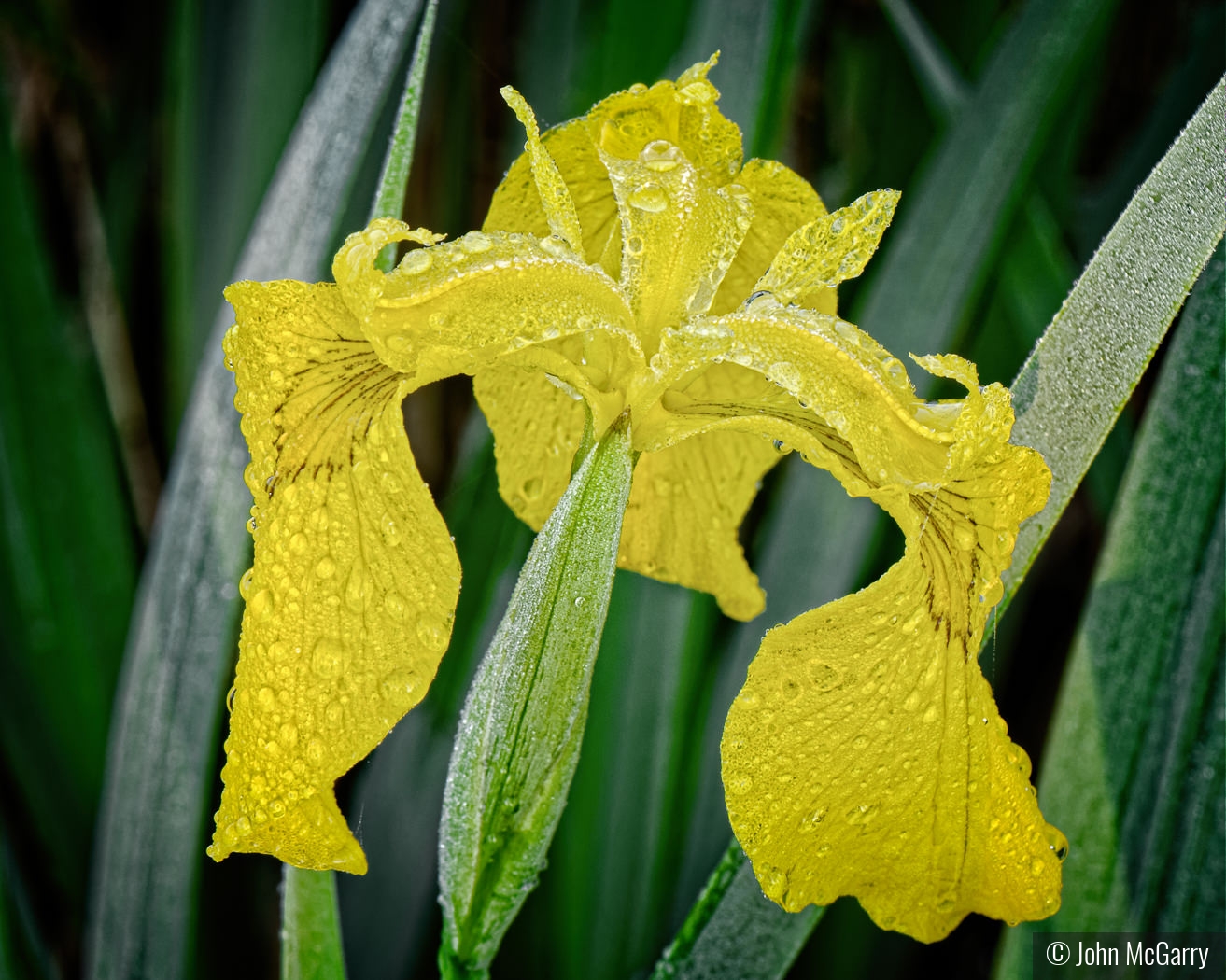 Yellow Flag Iris by John McGarry