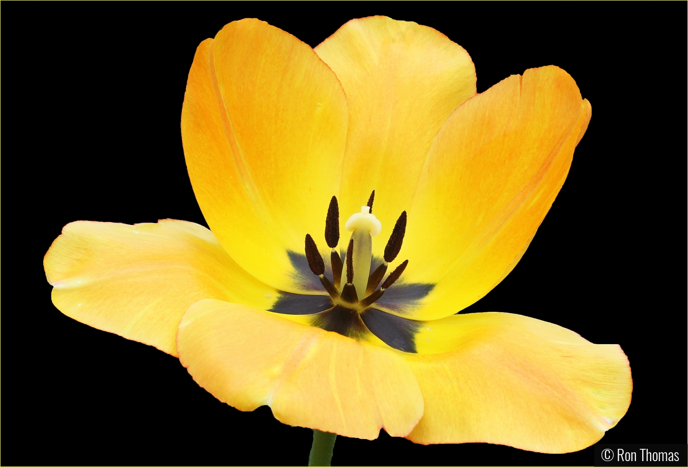 Yellow Flower by Ron Thomas