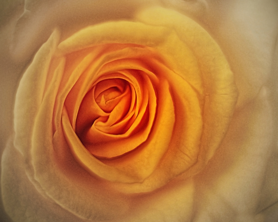 Yellow Rose by Dolph Fusco