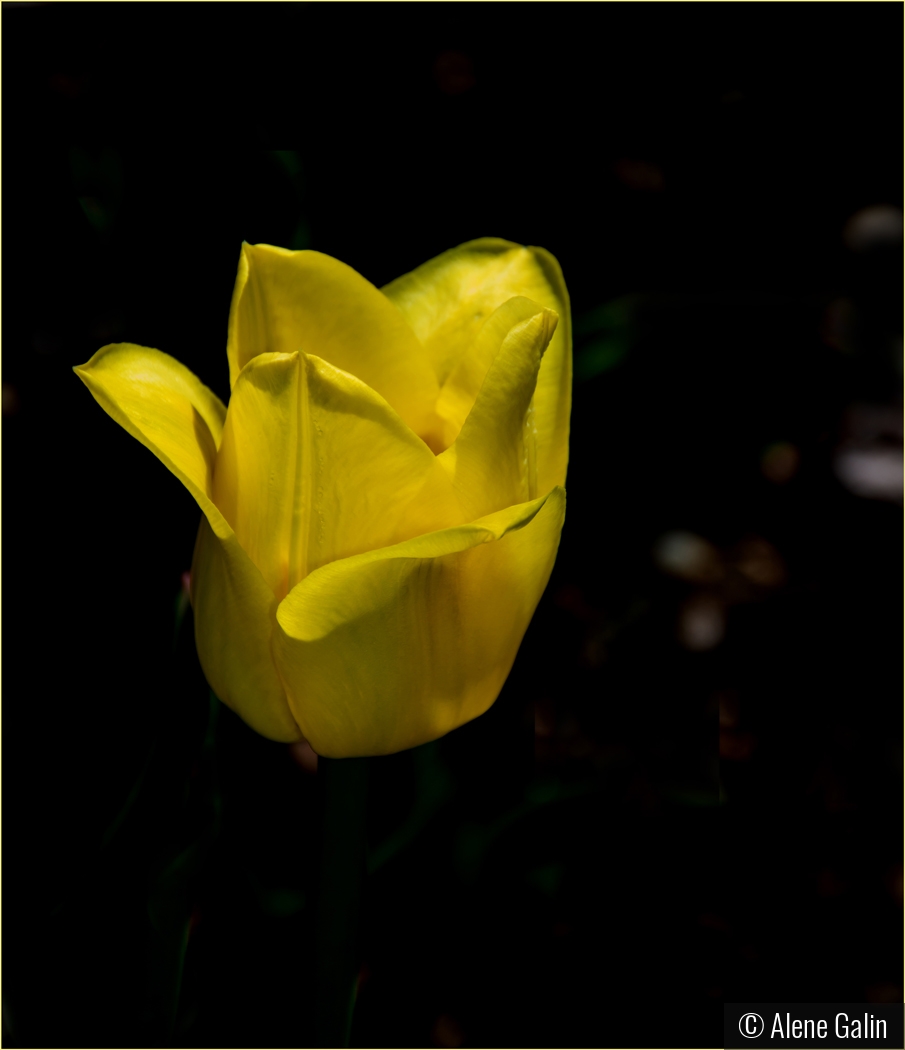 Yellow Tulip by Alene Galin