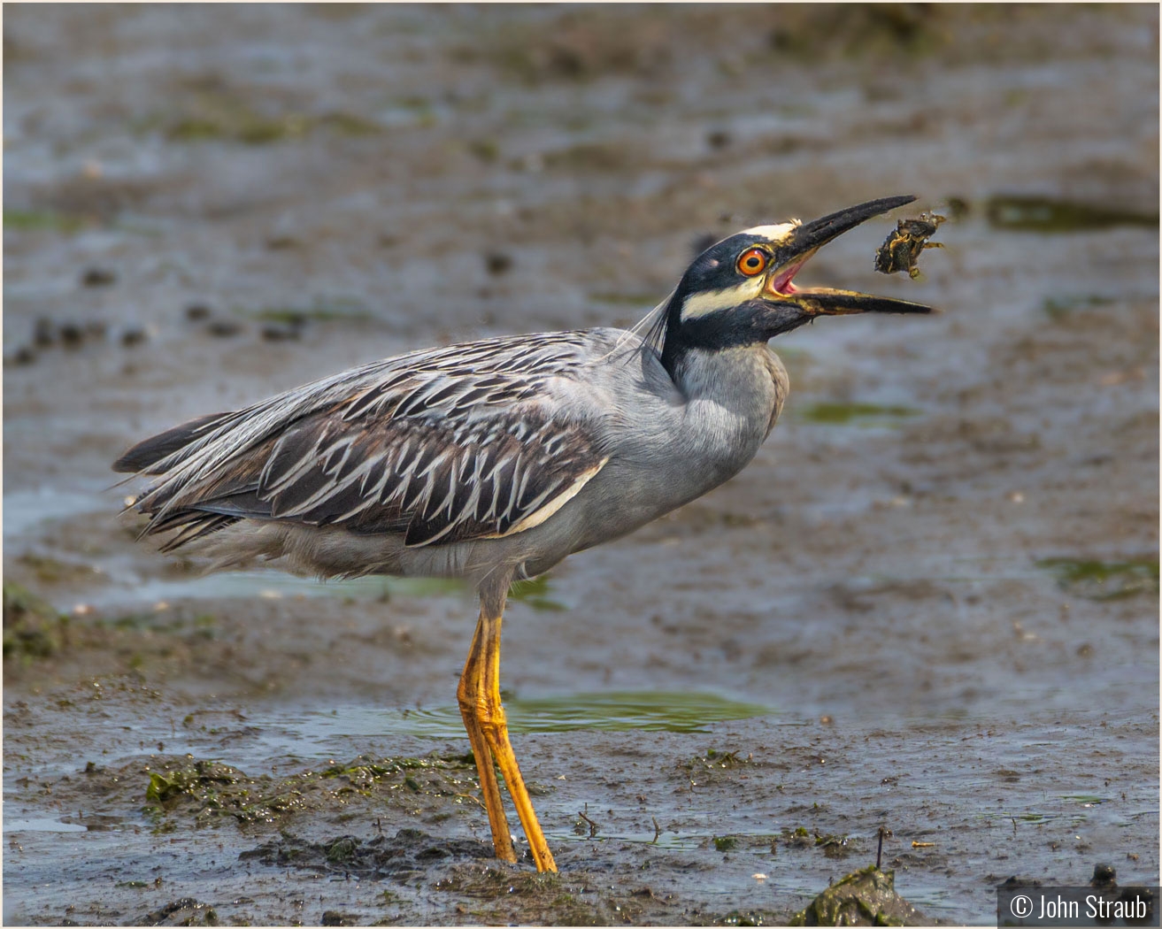 Yellow-Crowned Night Heron with a Snack by John Straub