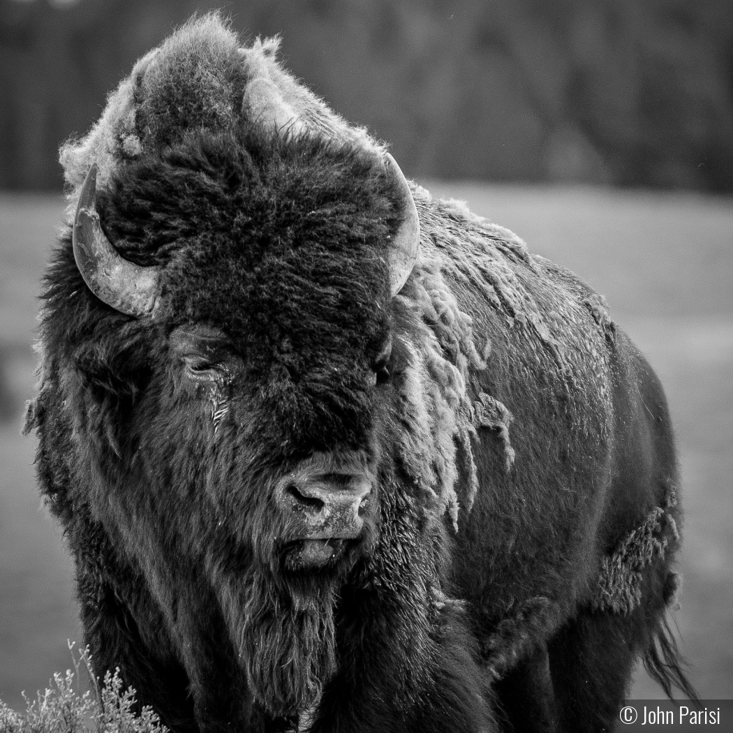 Yellowstone Bison by John Parisi