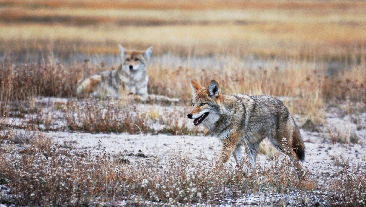 Yellowstone Coyotes by linda fickinger