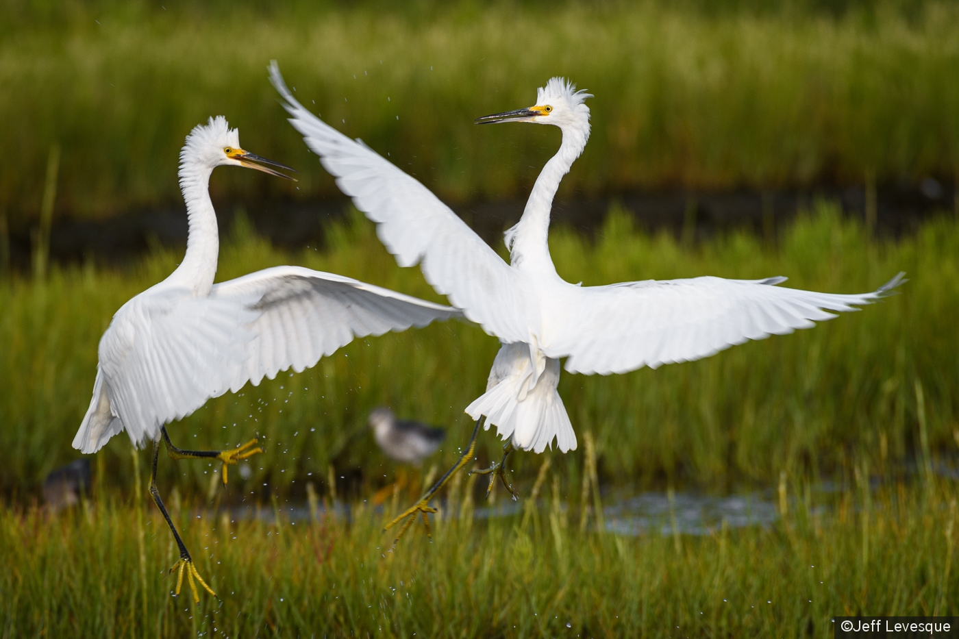 Young Egrets at Play by Jeff Levesque