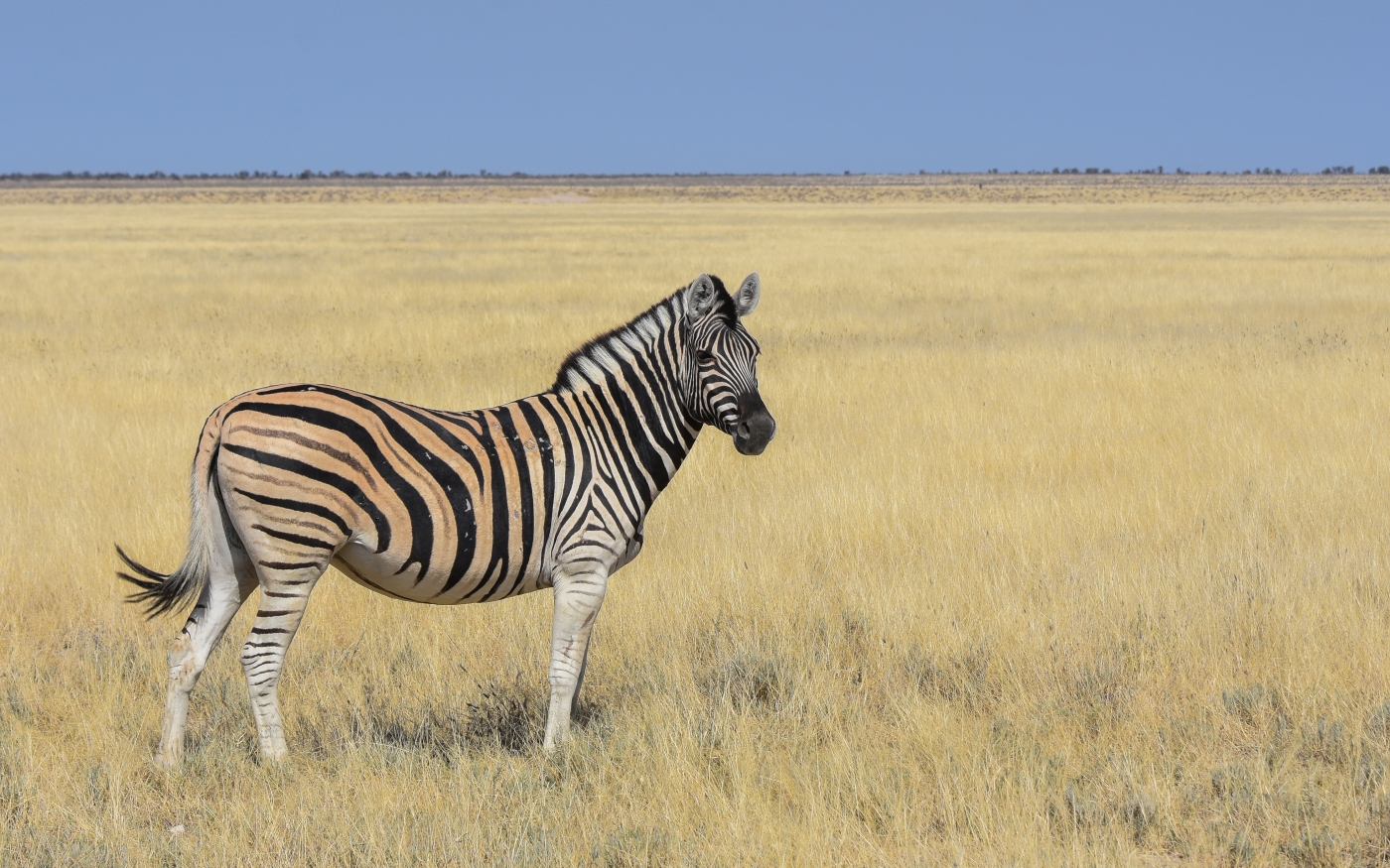 Zebra - Etosha National Park by Susan Case