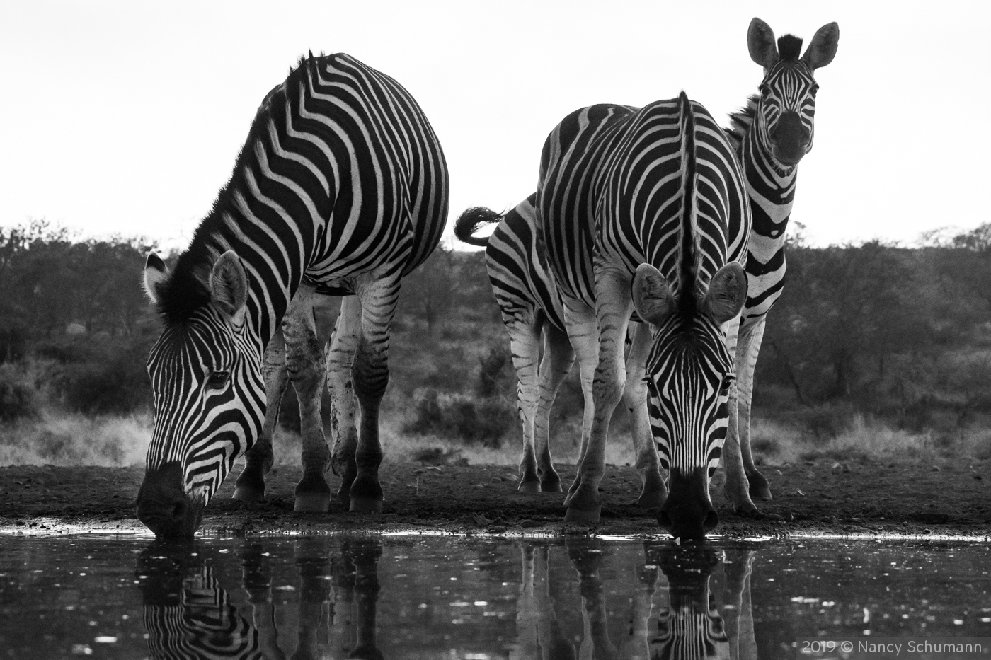 Zebra trio at watering hole by Nancy Schumann