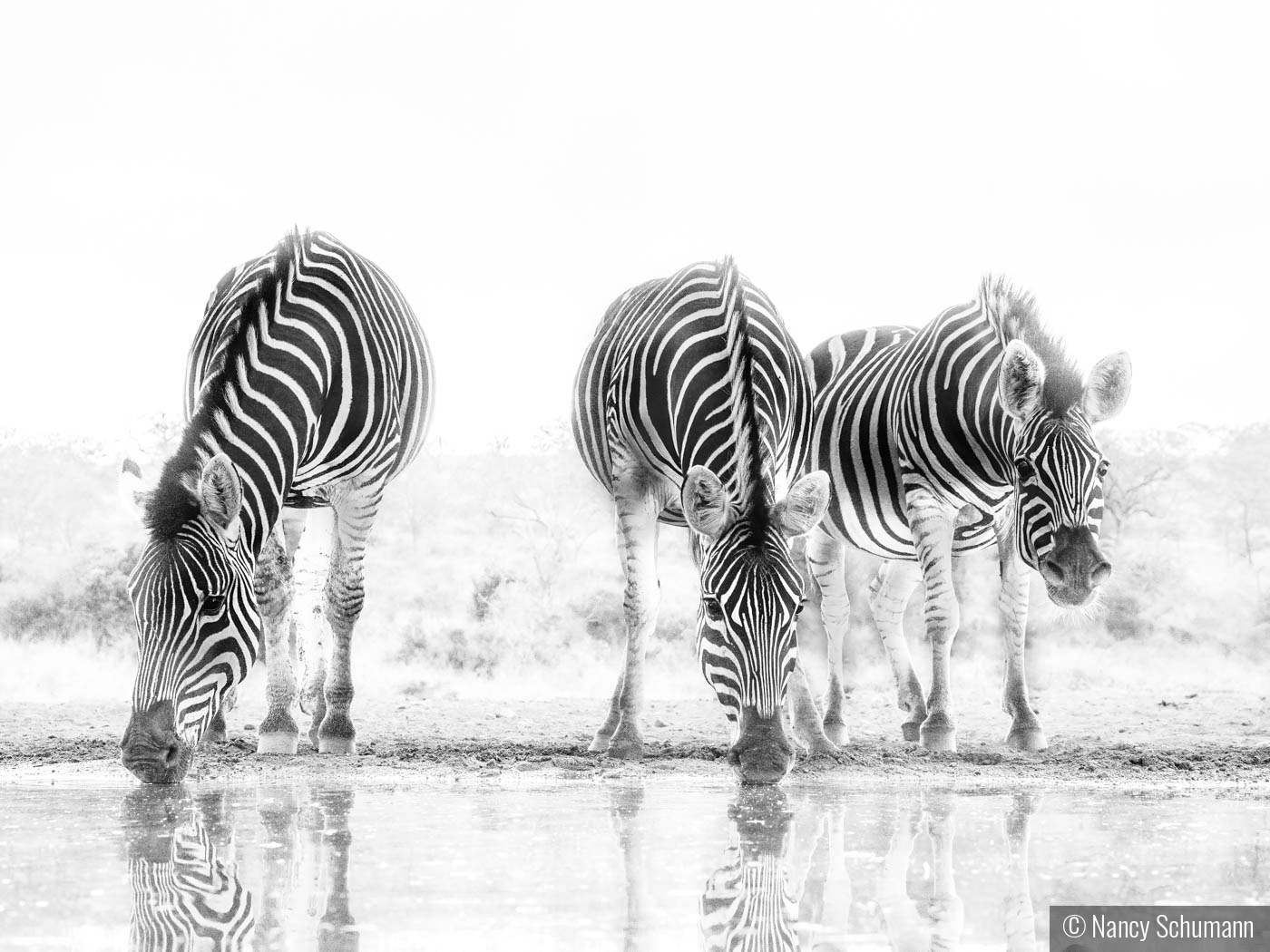 Zimanga Zebras by Nancy Schumann