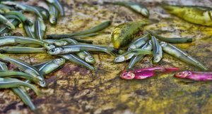 1 fish, 2 fish, Red fish , Green Fish? - Photo by Richard Busch