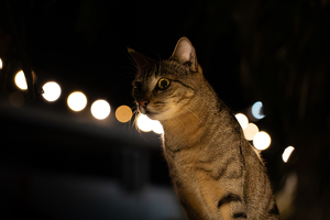 A cat named Sangria - Photo by Chris Wilcox