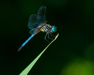 A dashing Blue Dasher - Photo by Libby Lord
