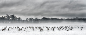 A Gathering of Geese in the Gloom - Photo by John Straub