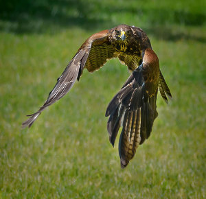 A Harris Hawk Head On - Photo by John Straub