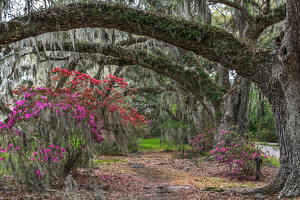 A Path Through the Oaks - Photo by Libby Lord